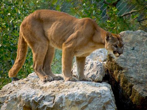 क्यों खतरनाक होता है शिकारी जानवरों का गायब होना? - what happens to ...