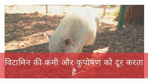 Watch Piglet Booster Growth Promoter for Swine Feed Supplements on ...