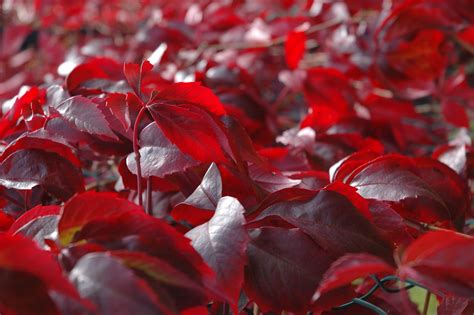 Plants with red leaves free image download