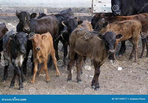 Group of Young Spanish Bull Calves in Spain Stock Image - Image of ...