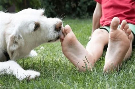 World Rabies Day 2025: वैक्सीन के बाद भी रहता है खतरा, घर में है पालतू ...