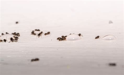 11 Different Types of Tiny Ants
