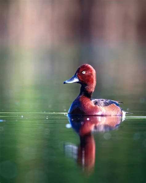 7 Ducks With Red Heads (With Pictures & ID Guide)