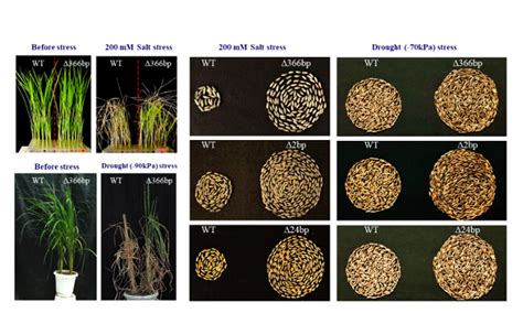 World’s Second Largest gene Bank | ICAR