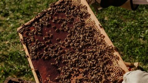 Dry, cooler weather impacting honey production in Las Vegas