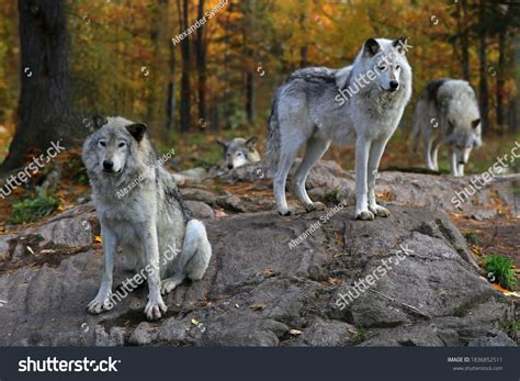 Wolf Family Summer Images: Browse 1,536 Stock Photos & Vectors Free ...