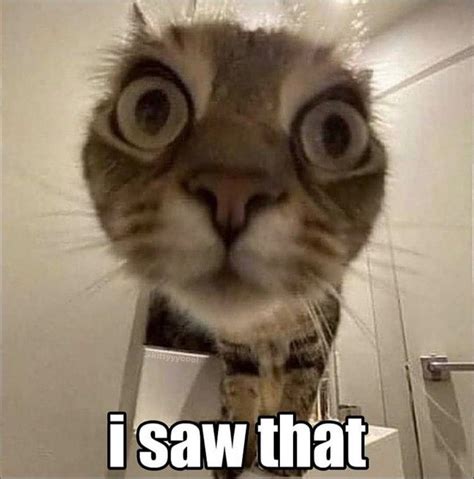 a cat with big eyes looking at the camera and captioning i saw that