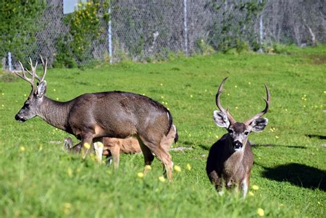 Are Deer Dangerous To Dogs