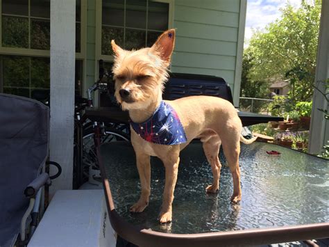 Dog Chihuahua Yorkie