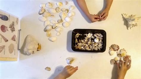 Seashell Sorting Activity 的图像结果