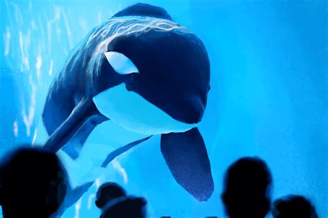 Krita How to Color 的图像结果