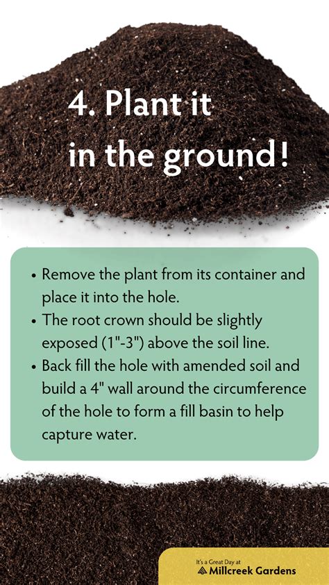 Image result for Tree Planting Guide