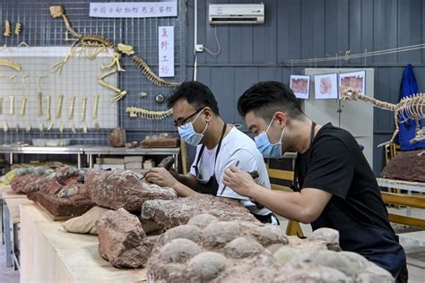广东河源恐龙博物馆馆藏恐龙蛋化石超2万枚-搜狐大视野-搜狐新闻