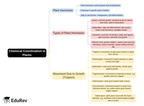 Chemical Coordination in Plants Mind Map - PDF Download