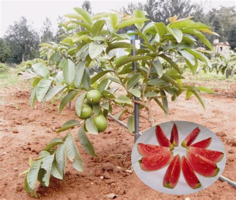 Guava Arka Kiran(Pink flesh&soft seeds) - Fruit Plants– Exotic Flora