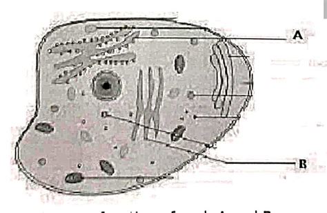 (18) Identify the cell organelles named A and B in the following animal ...