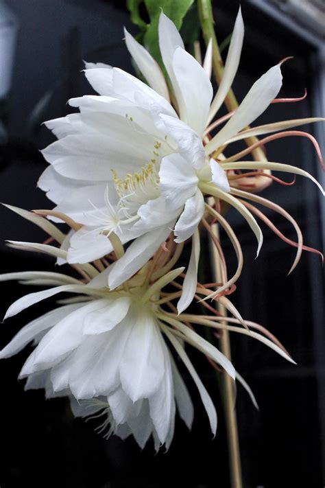 The gorgeous Queen of the Night, a night-blooming cereus cactus! Truly ...