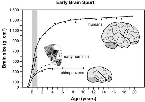 From Ape To Us: How Brain Size Changed During Human Evolution