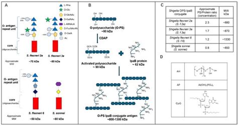 Compatibility and Stability of a Shigella Polysaccharide—Protein ...