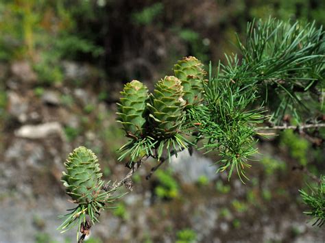 Larix kaempferi (Lamb.) Carrière | Plants of the World Online | Kew Science