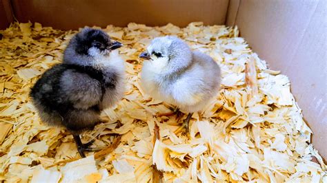 Ameraucana Chicken Eggs