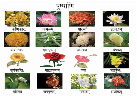 संस्कृतसंजीवनी: FLOWERS NAMES IN SANSKRIT