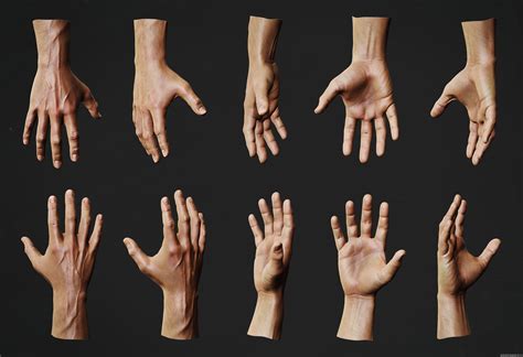 Male Vs Female Hand Anatomy at Nancy Merrell blog