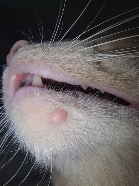 Cat Bump Under Chin : r/vet