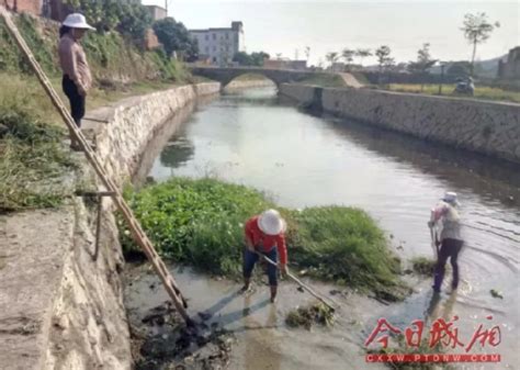 莆田城厢区灵川镇打捞水浮莲 让河道水清岸绿 - 城厢区 - 东南网