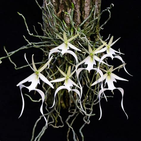 Ghost Orchid: Photos and Cultivation Secrets - Dendrophylax lindenii – Hanami Botanic