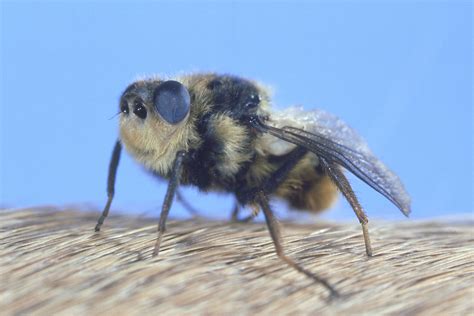 Botfly Facts and Tips for Removal