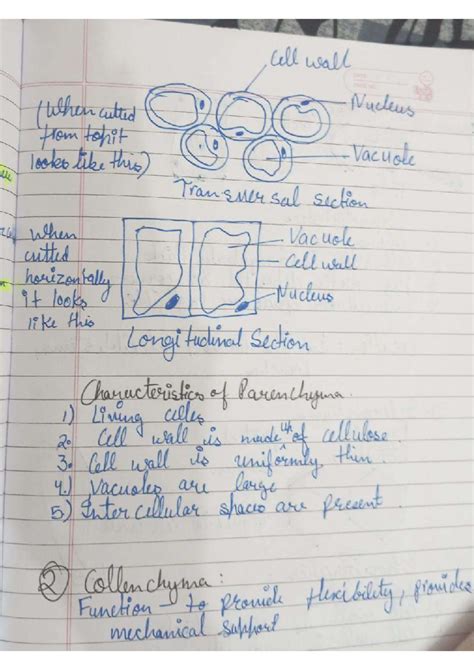 Tissues Tissues Tissues - cell wall (when culted Nucleus from topit ...