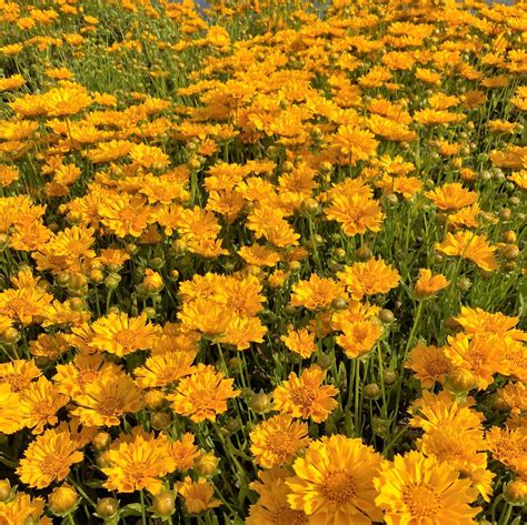 Coreopsis x 'Jethro Tull' (Tickseed) - Cavano's Perennials