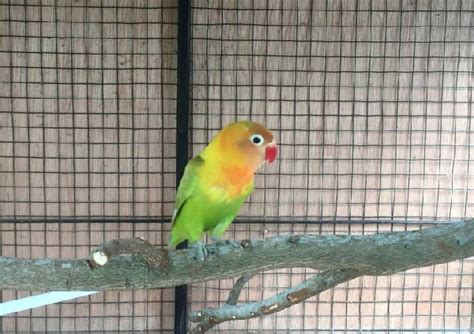 Cara Merawat Konin agar Bisa Juara Lomba - Featured Image