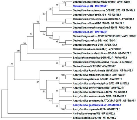 Newly Isolated Alkane Hydroxylase and Lipase Producing Geobacillus and ...