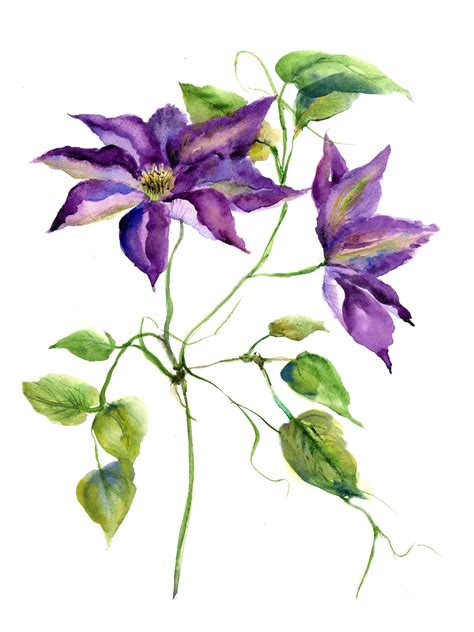 Clematis Flower Drawing