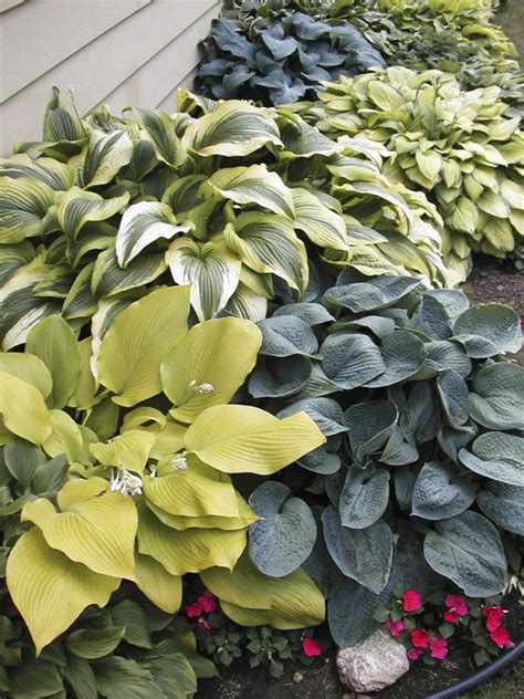 Hosta Plant Varieties | HGTV
