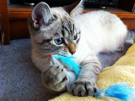 My little tabby point Siamese. | Baby cats, Cute cats and kittens, Cats ...