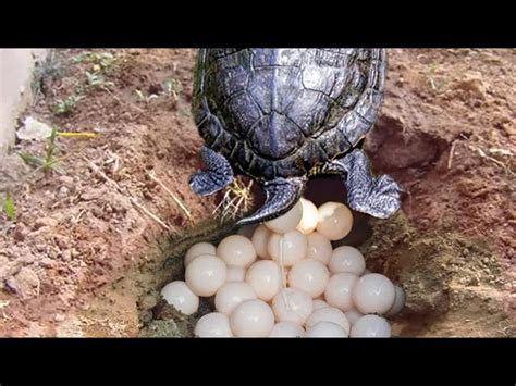 Image result for Return None in Python