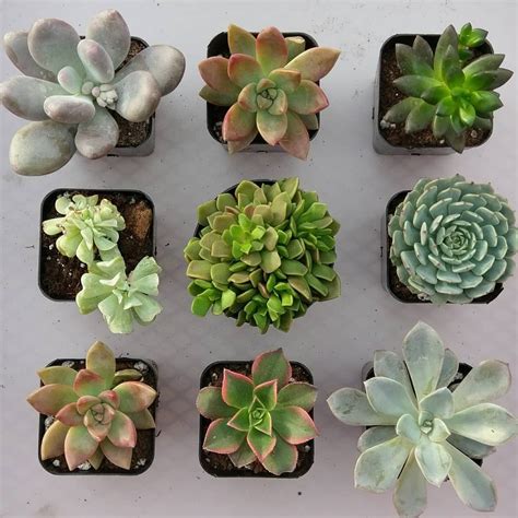Are Succulents Dangerous for Children?