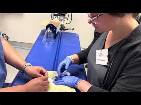 Image result for Intraperitoneal Inoculation Mouse