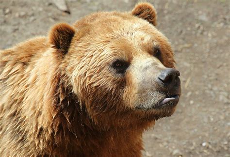15 Most Sacred Native American Spirit Animals and What They Mean - Animals Around The Globe