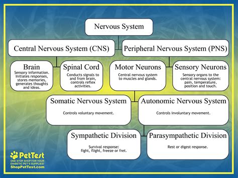 Nervous System Disorders Animals Neurological Disorders In Cats: