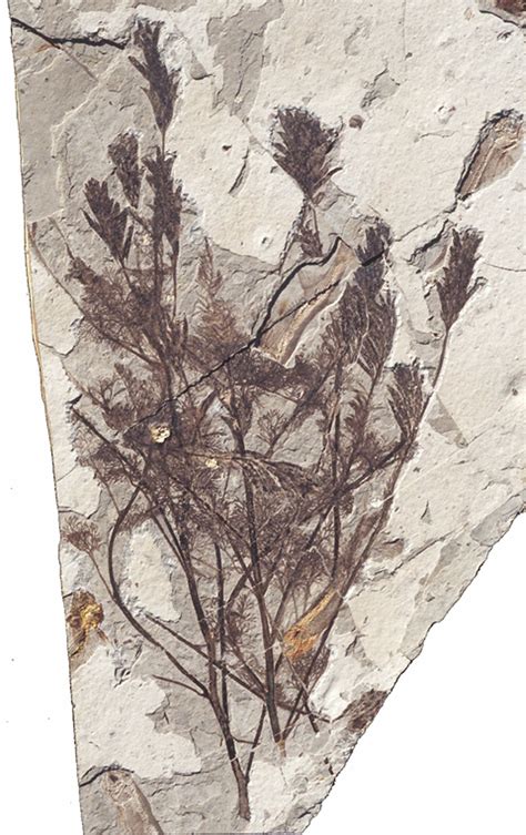 First Flowering Plants Cretaceous Period