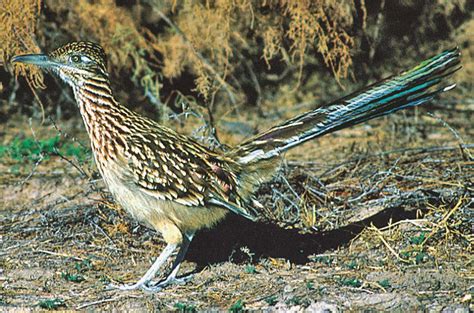 New Mexico State Bird at Emma Spyer blog