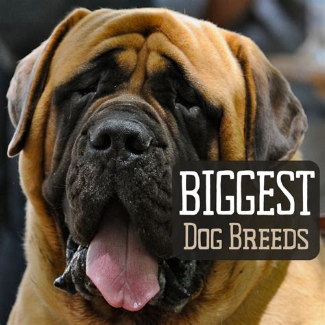 Which Of These Is One Of The Largest Dog Breeds In The World | atelier-yuwa.ciao.jp