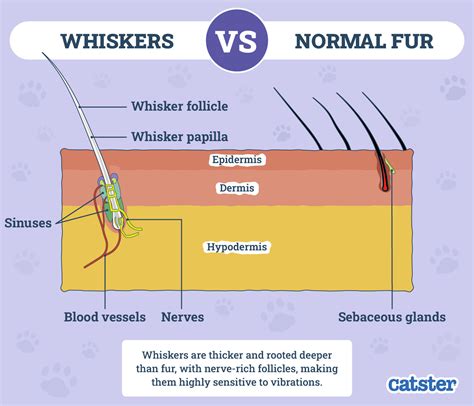 Are Cats Whiskers Supposed To Be Long Or Just Right