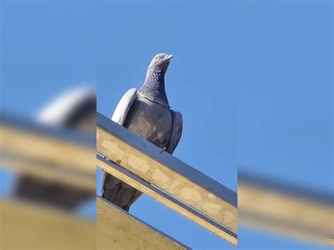 Nagaur Bird Snatches Gold Chain; Traders Gather Below
