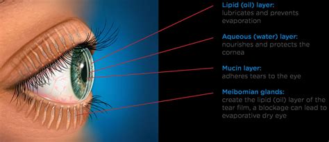 How Eyes Produce Mucus: The Tear Film Explained