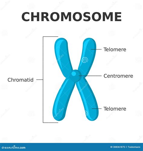 Chromosome Parts. Structure of a Chromosome. Centromere, Telomere ...